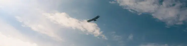 una aguila volando