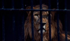 un leon enjaulado